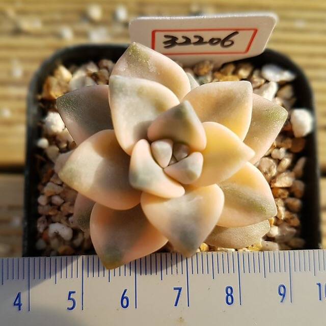 LUNCH BREAK FLASH SALE! PRESALE Graptoveria Titubans