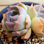 PRESALE Echeveria Rosanna, Double, (Random)