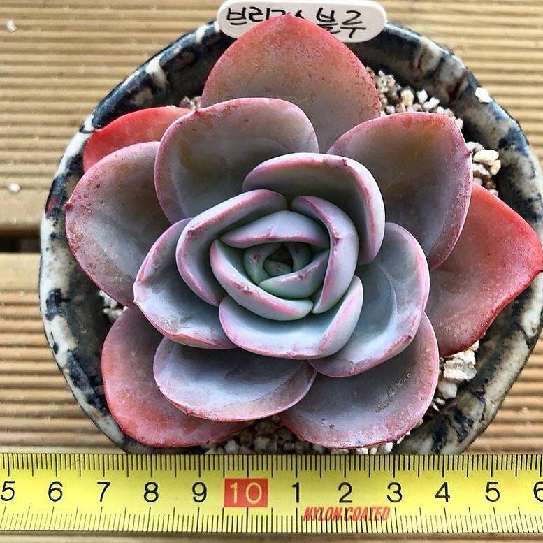 Echeveria Brinks Blue, (Not so Random)