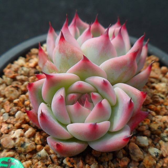 PRESALE Echeveria Chihuahuaensis, Double, (Random)