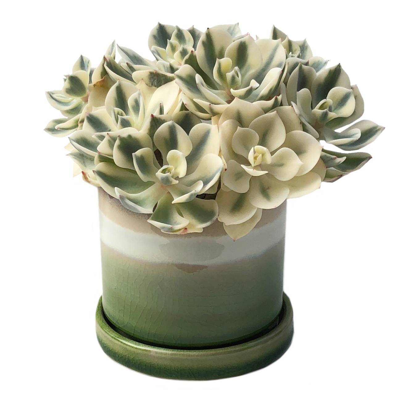 peridot succulent 3" Chive Minute Pot- Peridot