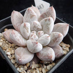 PRESALE Echeveria Tolimanensis, (Random)