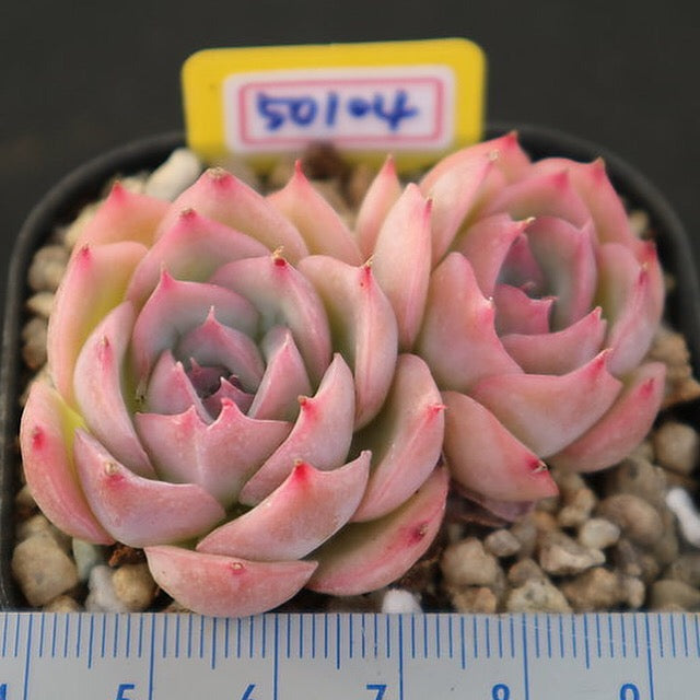 PRESALE Echeveria Silhouette, (Not so Random)