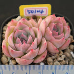 PRESALE Echeveria Silhouette, (Not so Random)