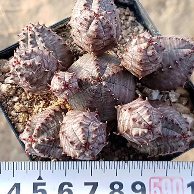 PRESALE Euphorbia Obesa, Cluster, (Random)