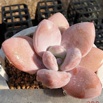 PRESALE Echeveria Raon, (Random)