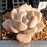 MOTHER'S DAY WEEKEND FLASH SALE! PRESALE Echeveria Tiramisu, (Random)