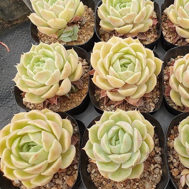 PRESALE Echeveria Onslow, (Random)