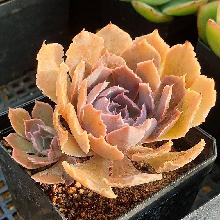 Echeveria Shaviana Madre del Sur, (Random)