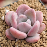 PRESALE Echeveria Pink Door, (Random)