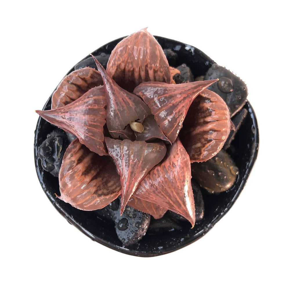 Haworthia Badia Pinky, (Video)