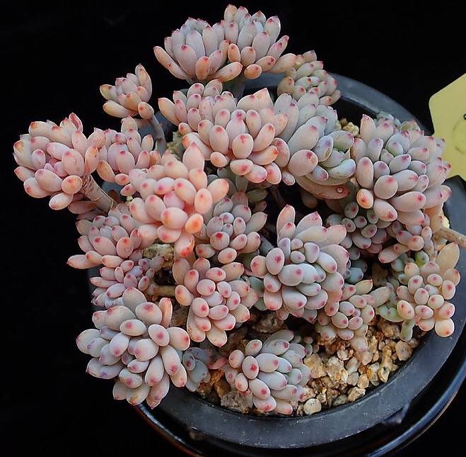 PRESALE Graptopetalum Blue Beans, (Random)