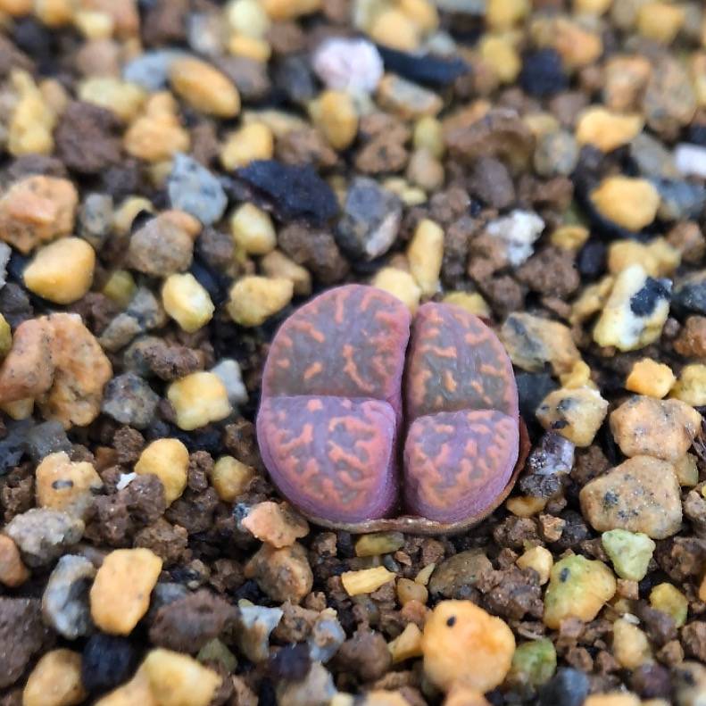 Conophytum Pellucidum 'Lucy'