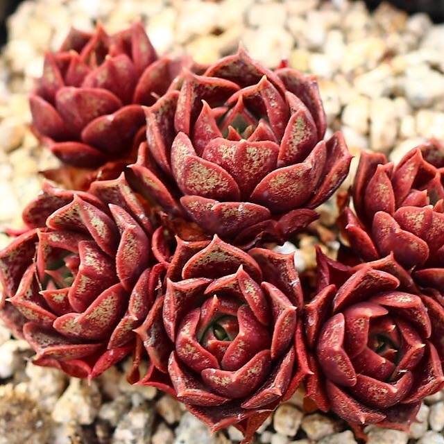 PRESALE Echeveria Longissima Sp.