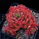 PRESALE Echeveria Noble, (Random)