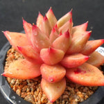 PRESALE Echeveria Psyche, (Not so Random)
