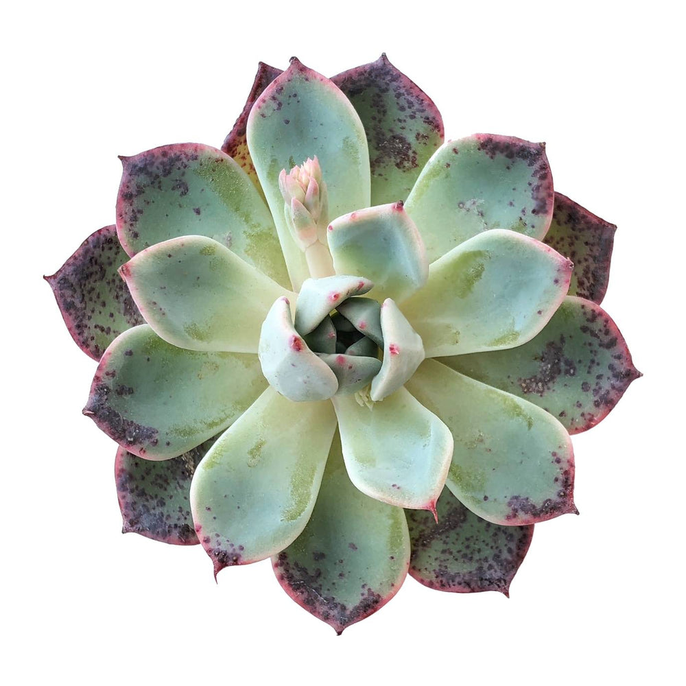 Sale! Echeveria 'Still Heart'