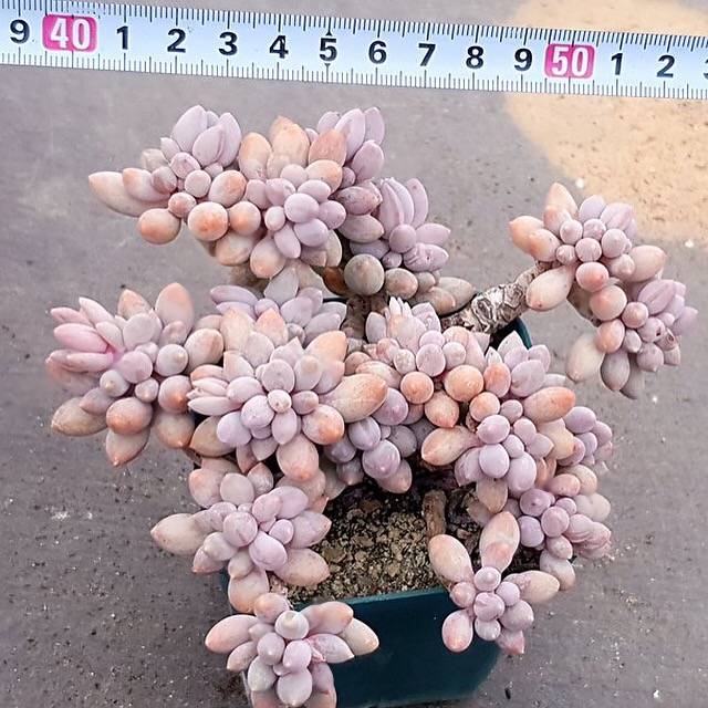 PRESALE Pachyphytum Machucae, (Not so Random)
