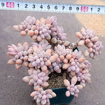 PRESALE Pachyphytum Machucae, (Not so Random)