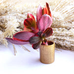 Echeveria Pre Madonna, Variegata (In Stock)