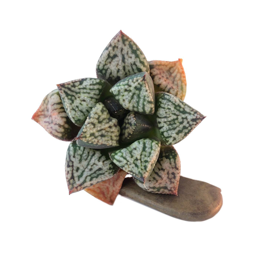 Haworthia Picta Pandora