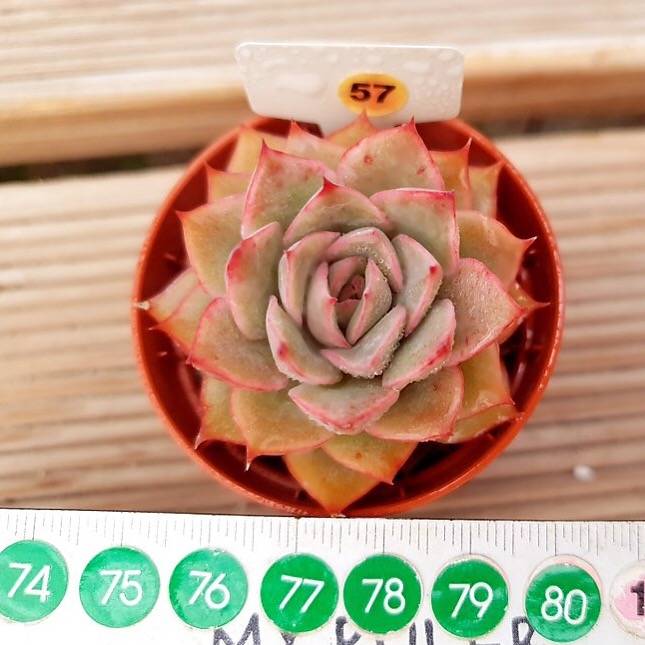 PRESALE Echeveria Eiria, (Random)