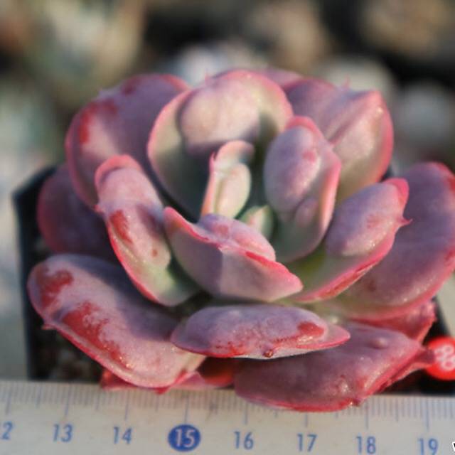 PRESALE Echeveria Hearts Delight, (Random)