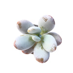 Sale! Pachyphytum Cuicatecanum, 'Kecevana'