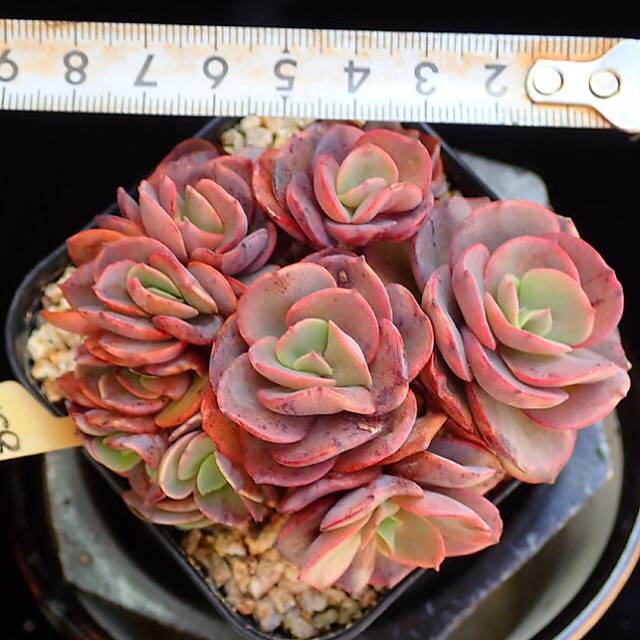 PRESALE Echeveria Suyon Cluster, (Random)