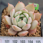 BLACK FRIDAY SNEAK, Echeveria Baldi, (Random)