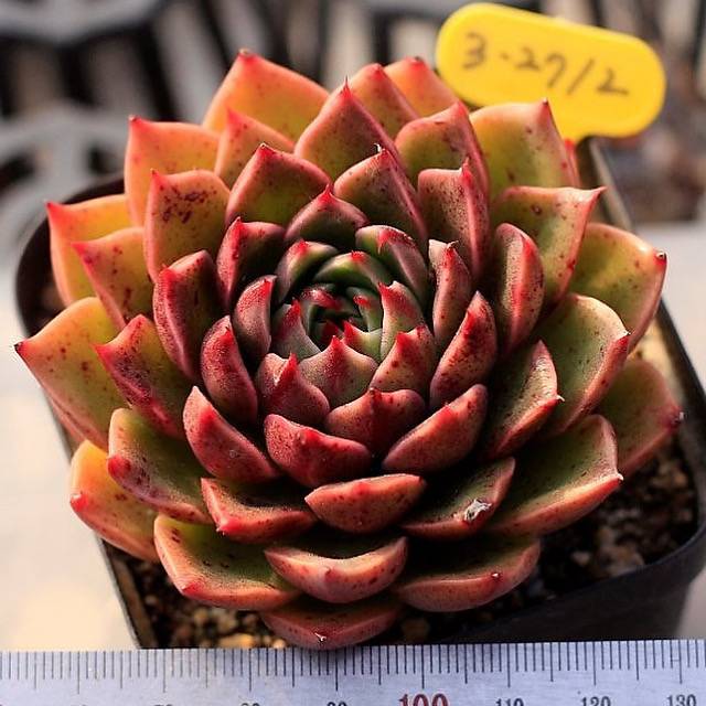 Echeveria Ruldolph