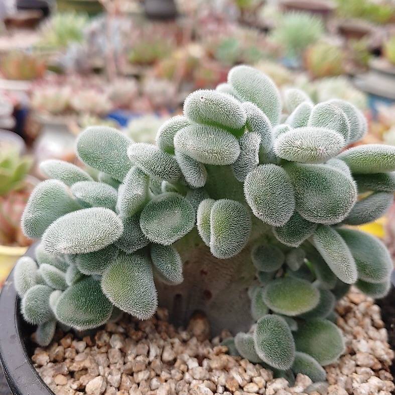 PRESALE Echeveria Frosty, Cristata, (Random)