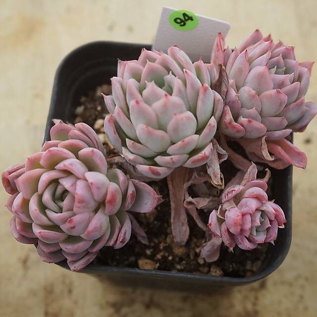 PREVIEW OF MOTHER"S DAY WEEKEND FLASH SALE!  PRESALE Echeveria Violet Queen, (Random)