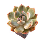 SALE! Echeveria Ariel