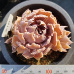 PRESALE Echeveria Shaviana Madre Del Sur, (Random)