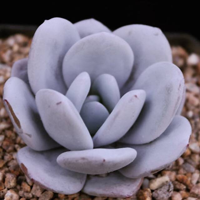 PRESALE Echeveria Lauii, (Random)