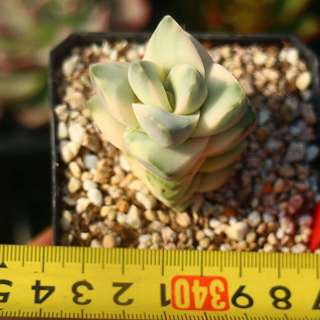 PRESALE Crassula Moonglow, Variegata, (Random)