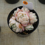 MOTHER'S DAY WEEKEND FLASH SALE! PRESALE Echeveria Elegans, Mini Clusters, (Random)