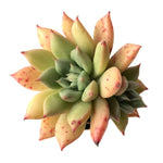 Echeveria Silvia, Double