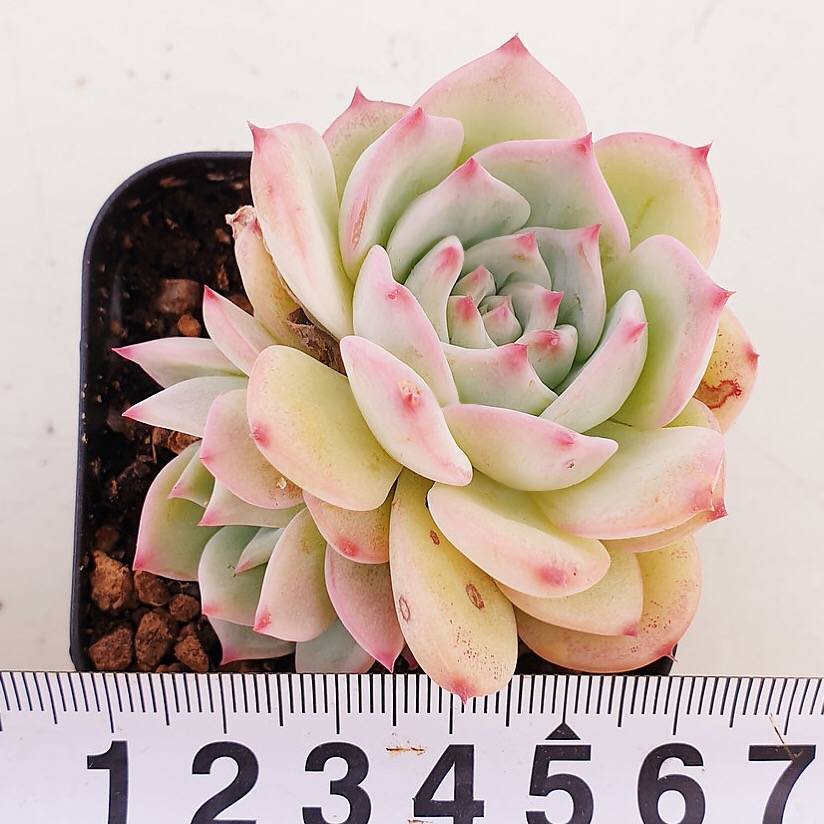 PRESALE Echeveria Maria, (Not so Random)