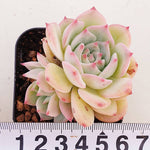 PRESALE Echeveria Maria, (Not so Random)