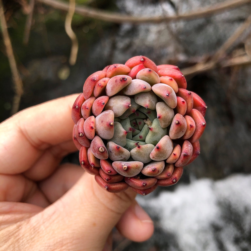 Echeveria Golden Bear Hybrid Cedar Creek Farmhouse