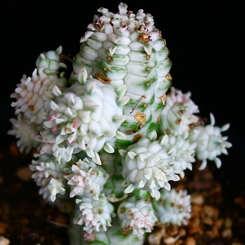 PRESALE Euphorbia Submamillaris, Variegata, (Random)