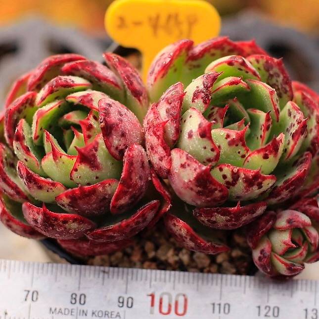 PRESALE Echeveria Love Fire, Triple