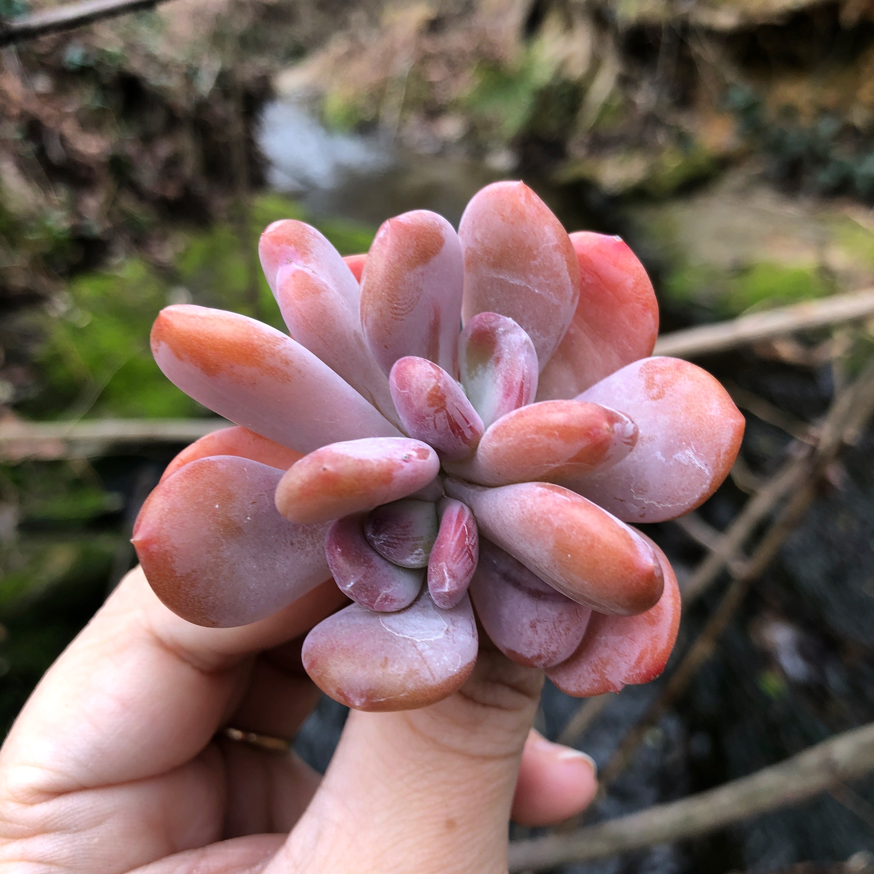 cinderella succulent Echeveria Cinderella