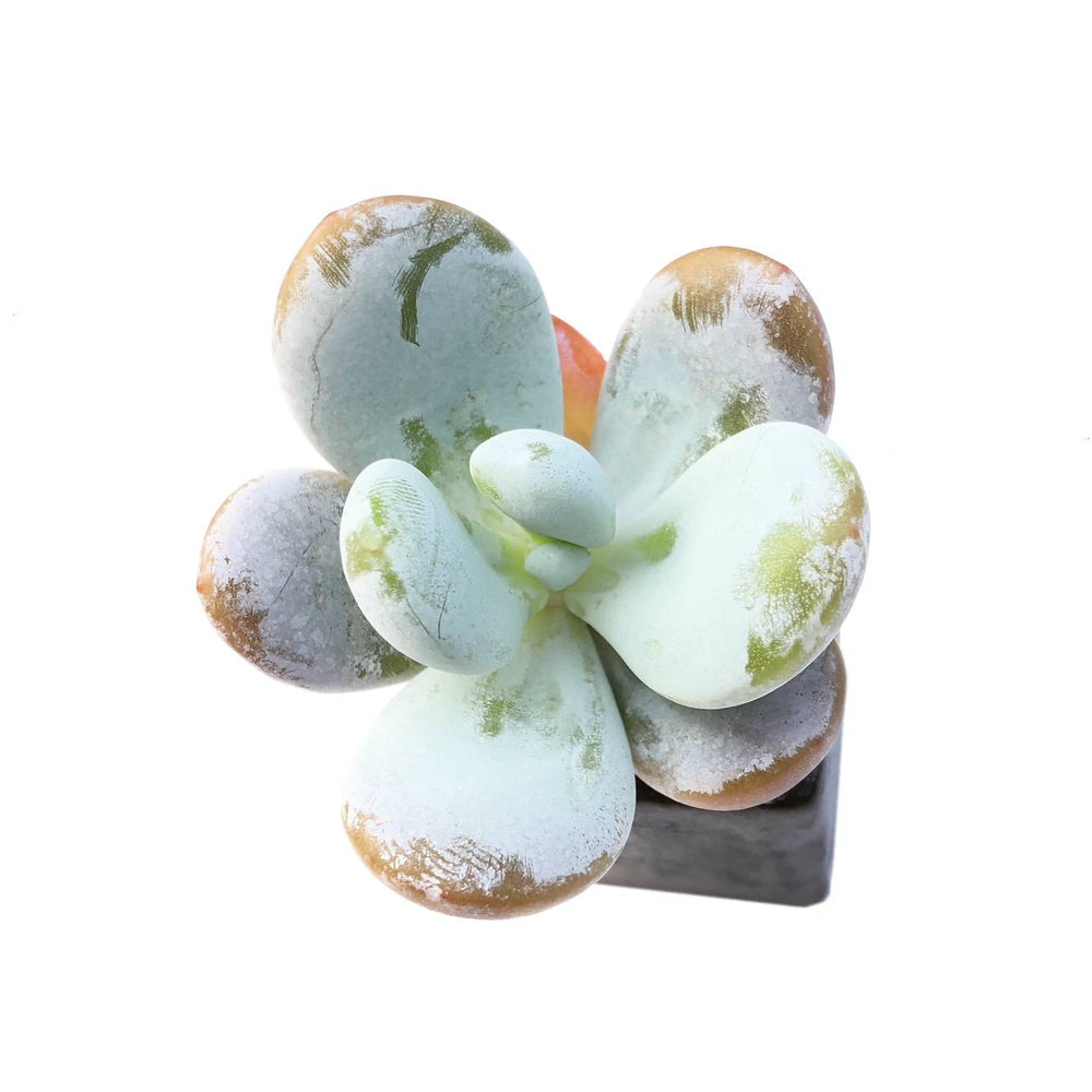 Sale! Pachyphytum Cuicatecanum, 'Kecevana'