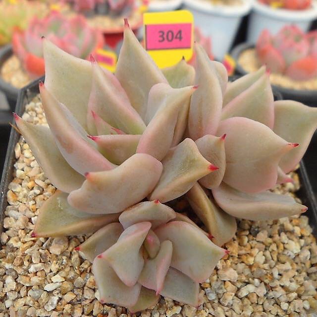 PRESALE Echeveria Madiba, (Random)