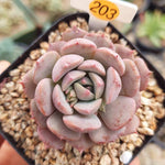 SPECIAL! JUST CART!! PRESALE Echeveria Clara, (Not so Random)