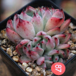 PRESALE Echeveria Jackal, (Random)