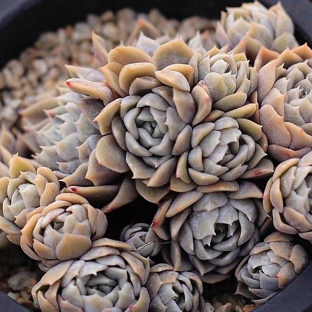 PRESALE Echeveria Mary Bell, Cluster